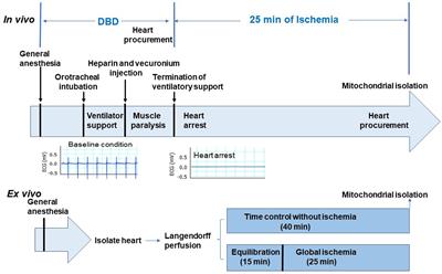 The Commonalities and Differences in Mitochondrial Dysfunction Between ex vivo and in vivo Myocardial Global Ischemia Rat Heart Models: Implications for Donation After Circulatory Death Research